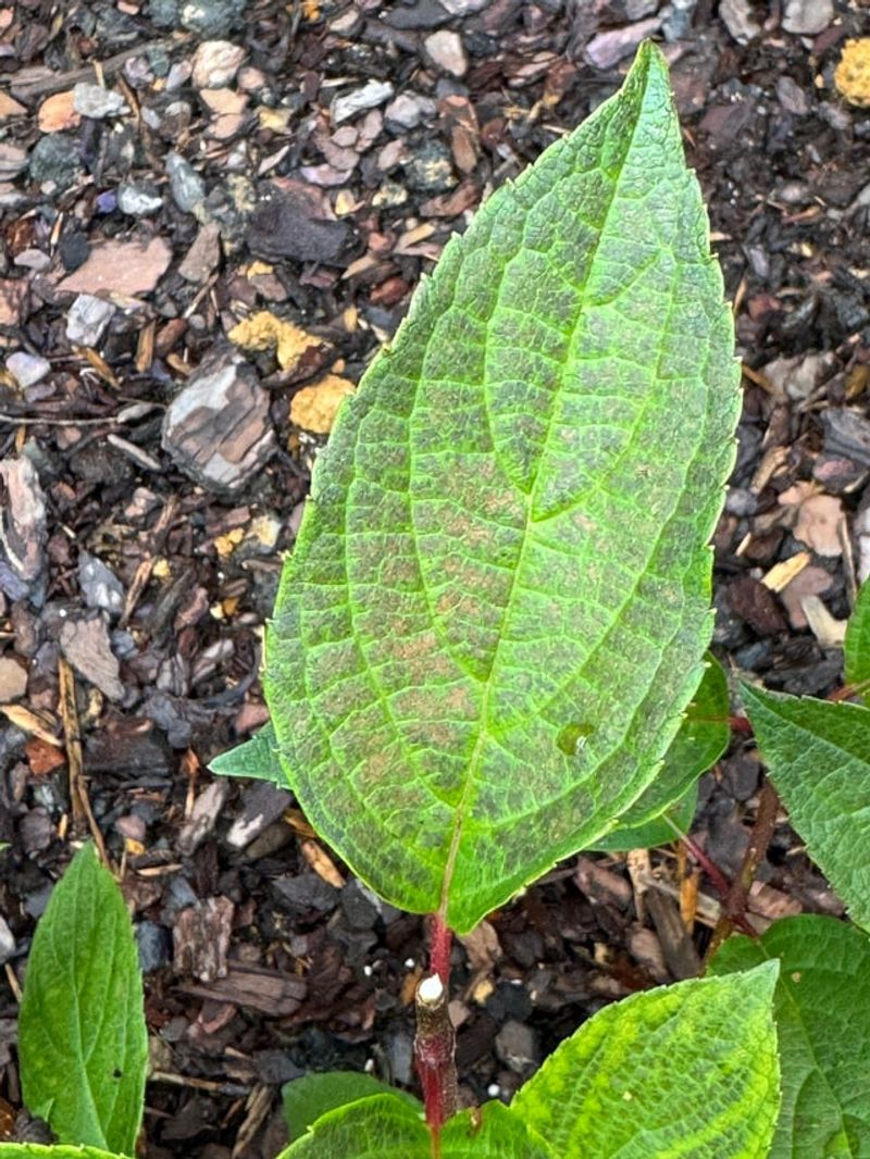 Give It Bright, Gentle Light