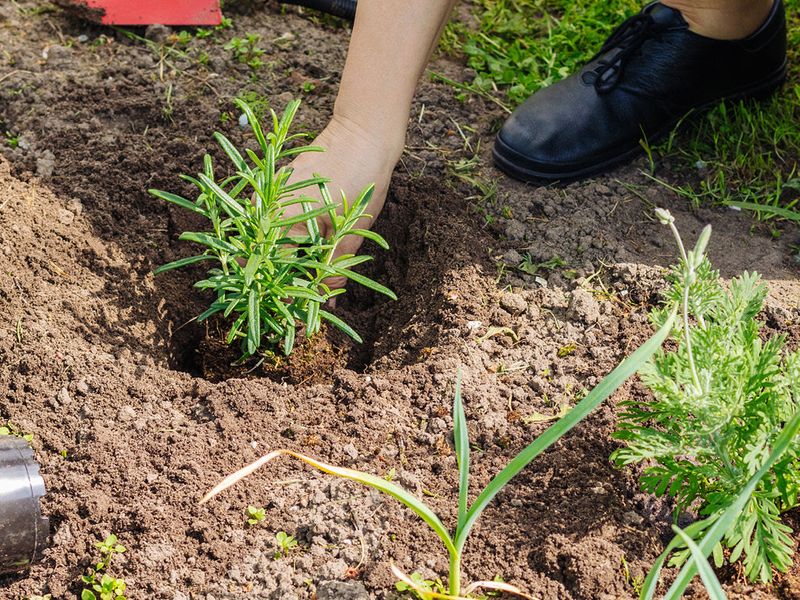 Transplant Carefully And Acclimate To Full Arizona Sun