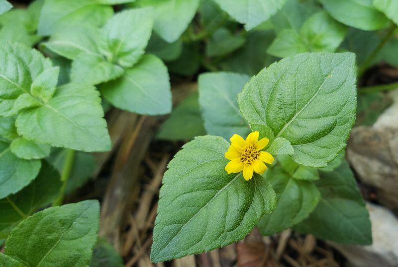 Horseherb - The Low-Growing Plant That Helps Keep Weeds Away