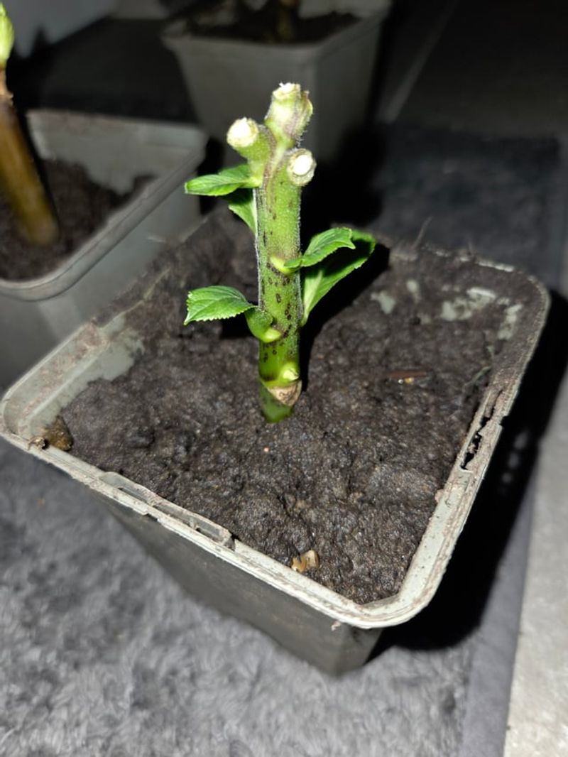 How To Take The Right Cutting