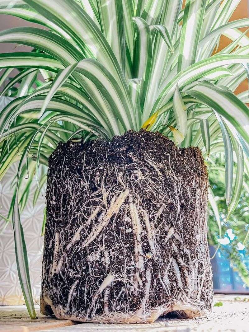 Letting The Roots Stay Overcrowded Too Long