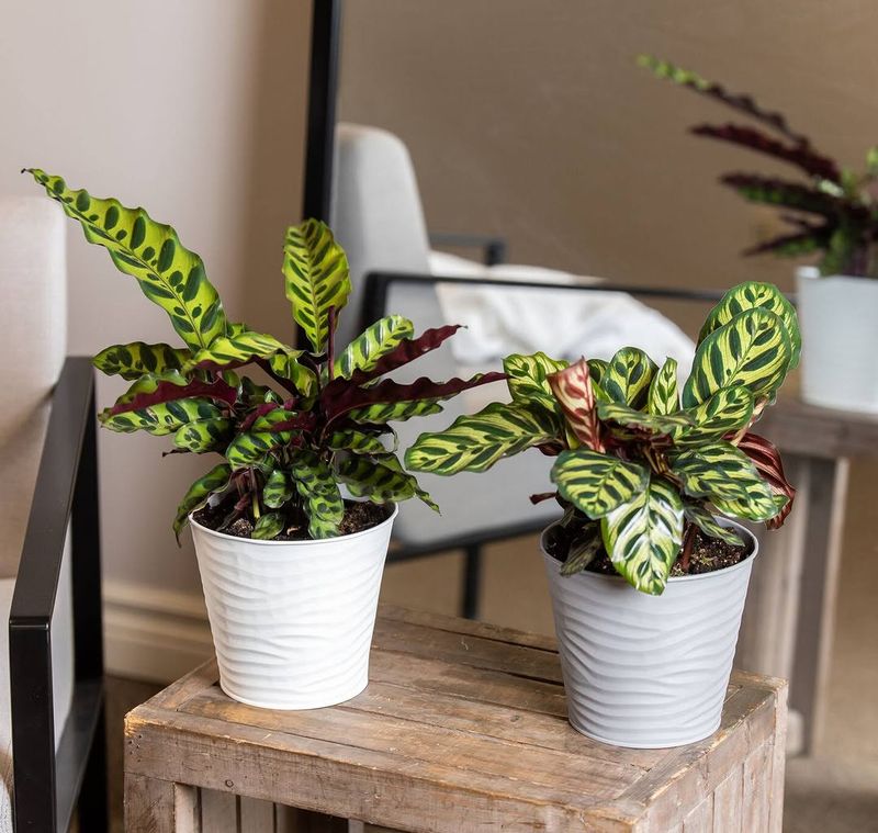 Placing Calathea In Direct Sunlight Instead Of Indirect Light