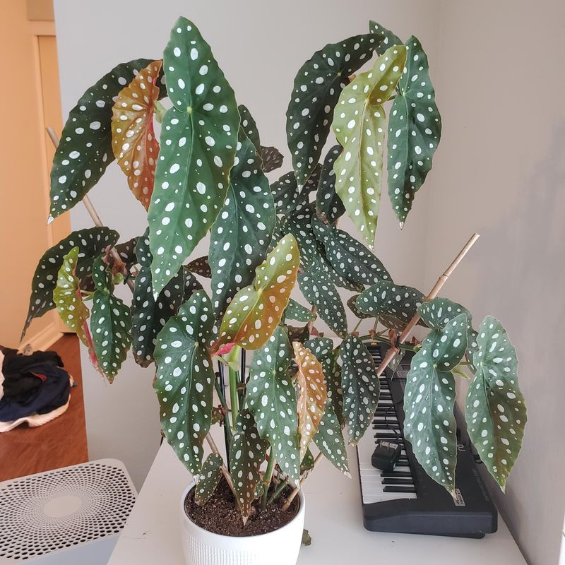 Feeding Polka Dot Begonias During Active Growth Periods