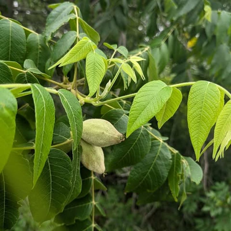Butternut (Juglans cinerea)