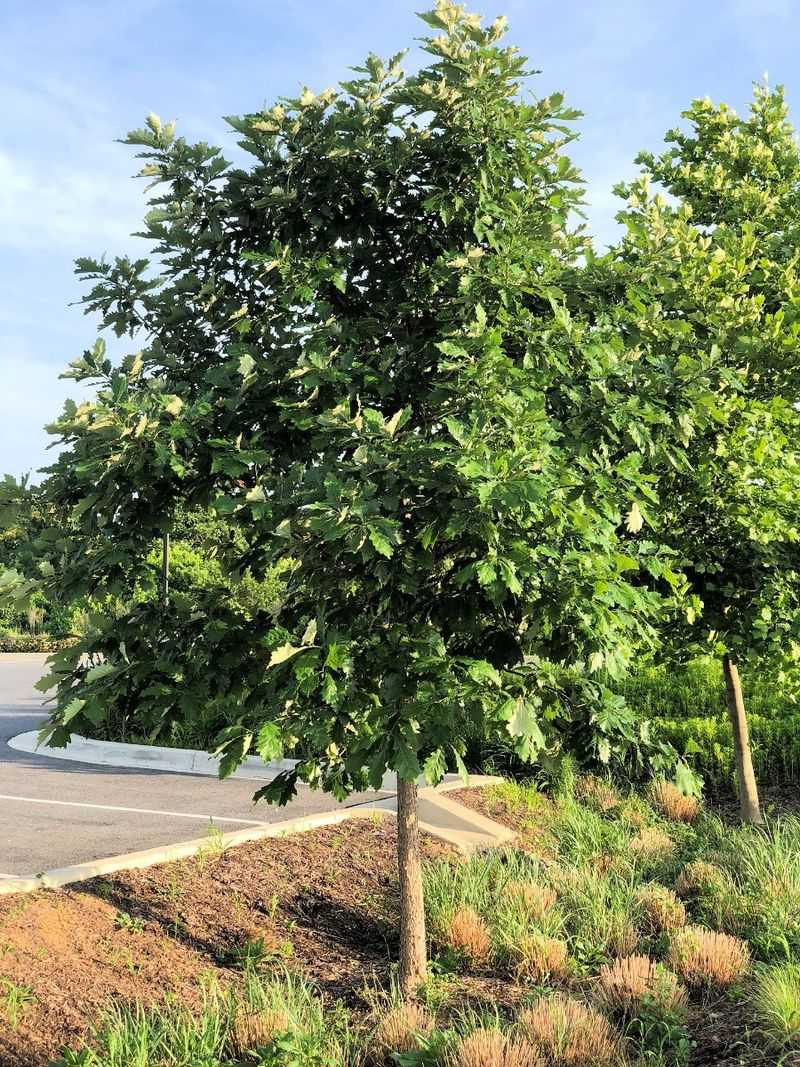 Swamp White Oak (Quercus bicolor)