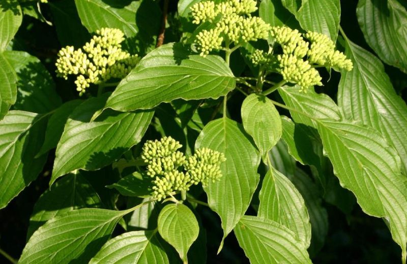 Alternate-Leaf Dogwood (Cornus alternifolia)