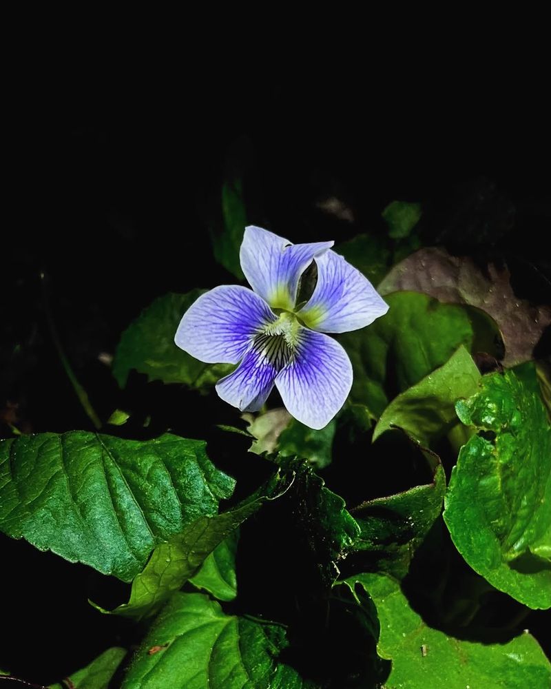 Early Blue Violet / Hooked-Spur Violet