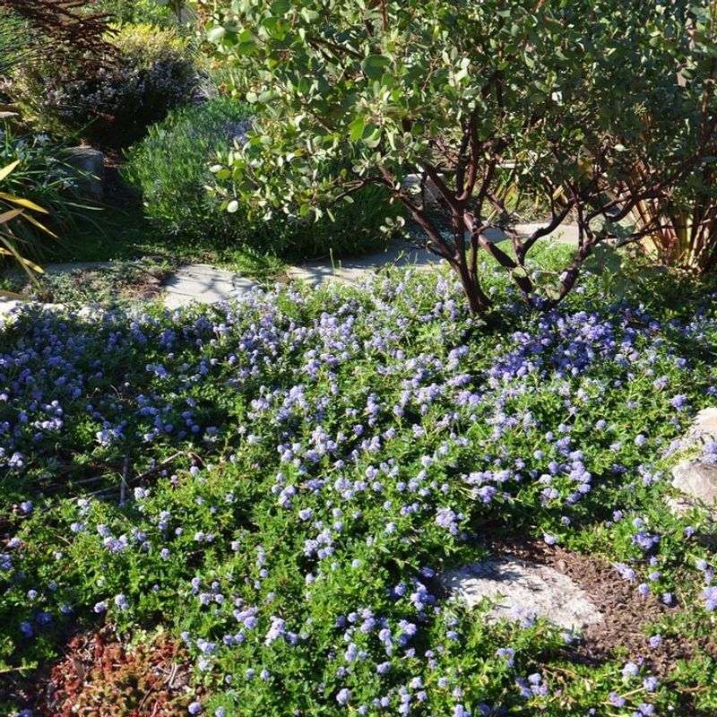 Groundcover Ceanothus
