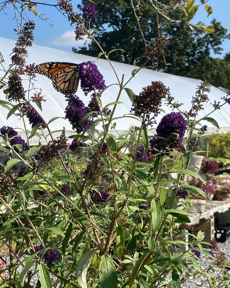 Butterfly Bush Benefits From A Hard Cutback Before New Growth