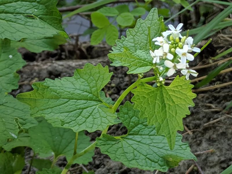 Garlic Mustard (Alliaria Petiolata)