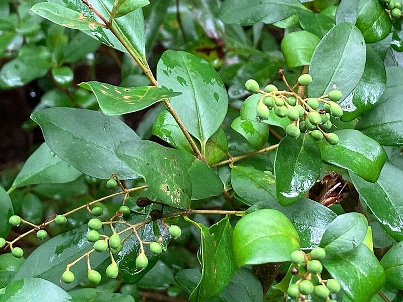 Chinese Privet Recognized For Displacing Native Vegetation