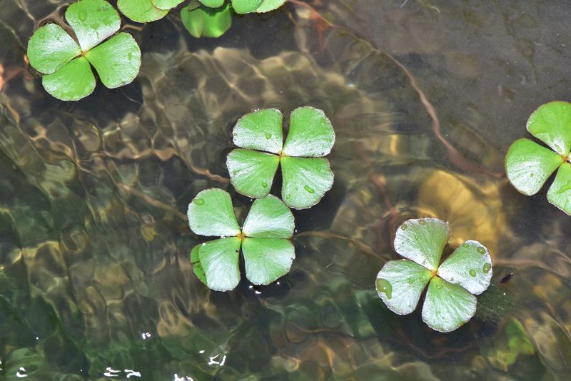 European Water Clover (Marsilea Quadrifolia)