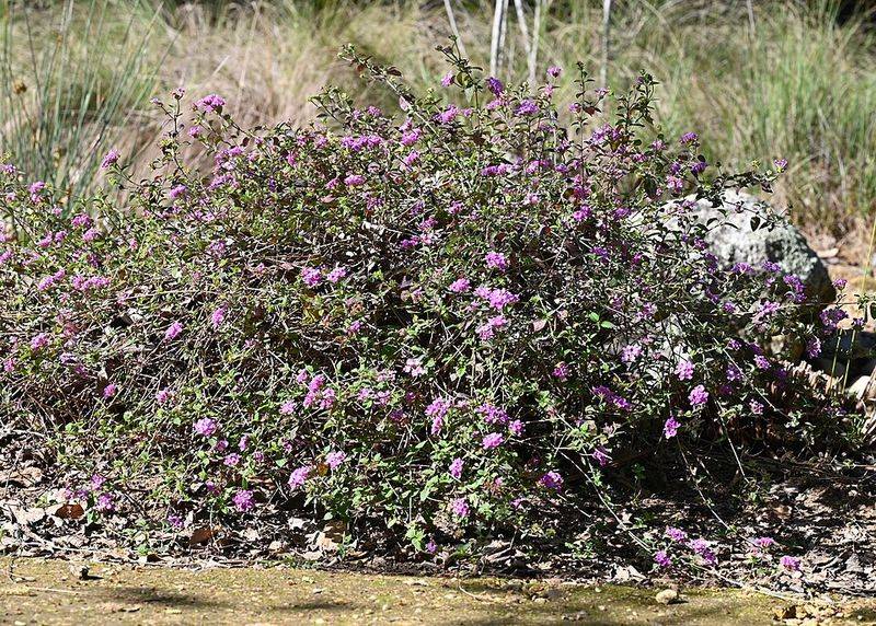 Creeping Lantana Covers Ground And Handles Heat