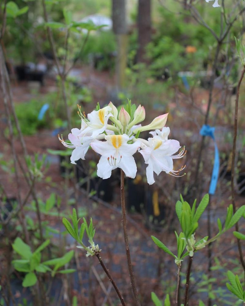 Girard Hybrid Azaleas Pack In Bold Blooms