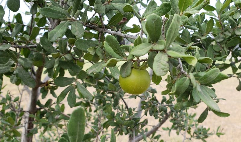 Texas Persimmon 