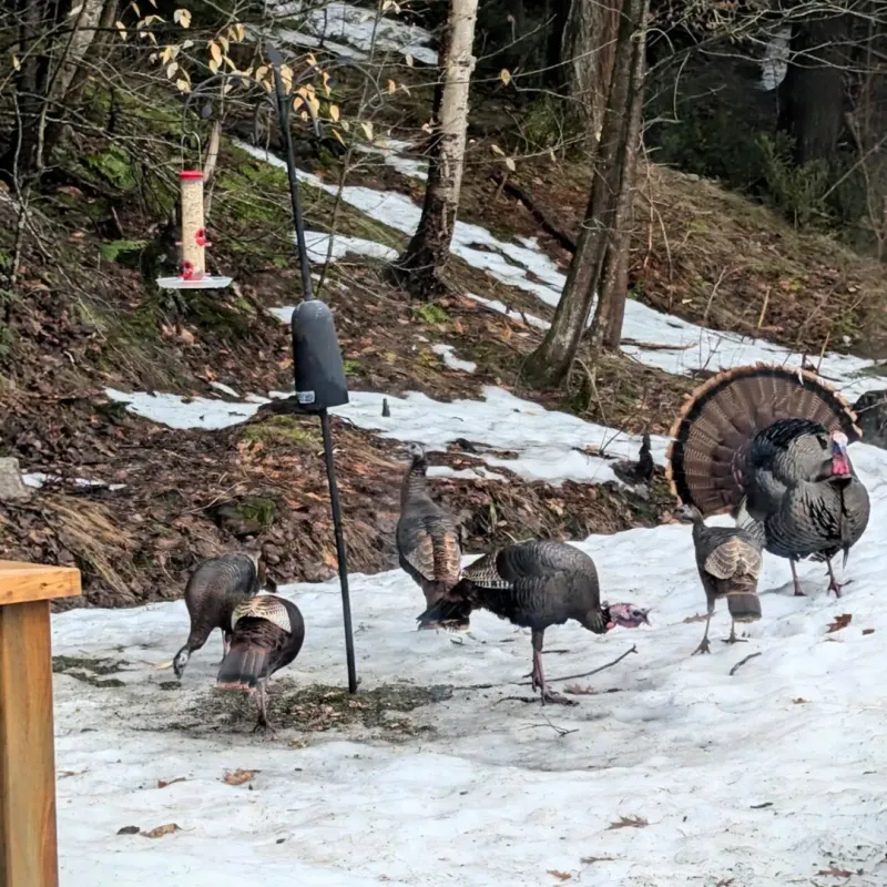 Food Sources Like Bird Seed Or Feeders