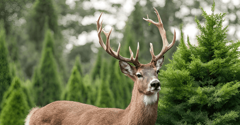 Natural Food Is Scarce In Winter