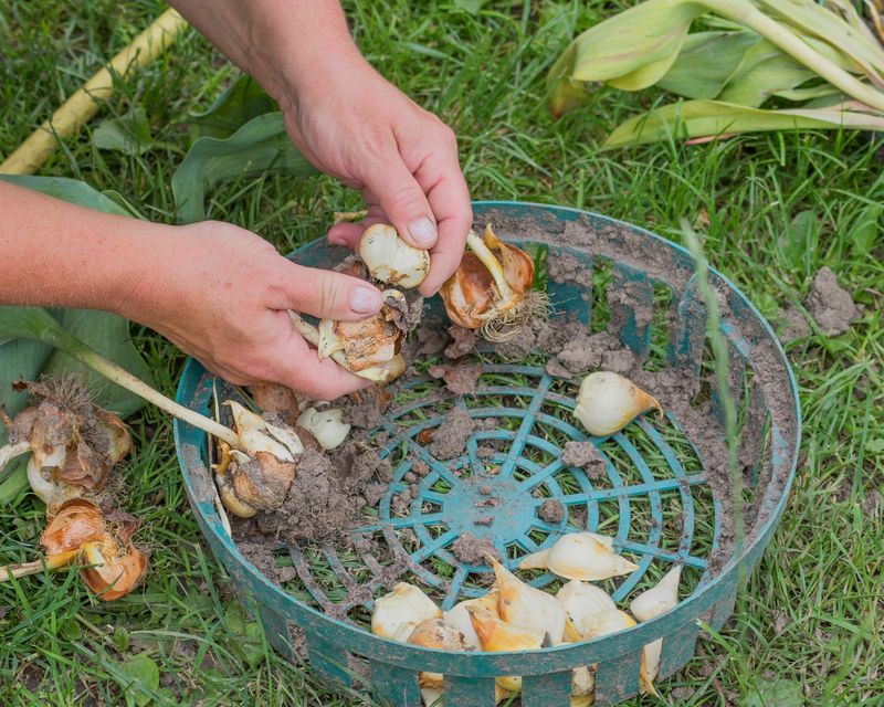 Bulbs Divide Over Time And Produce Smaller Blooms