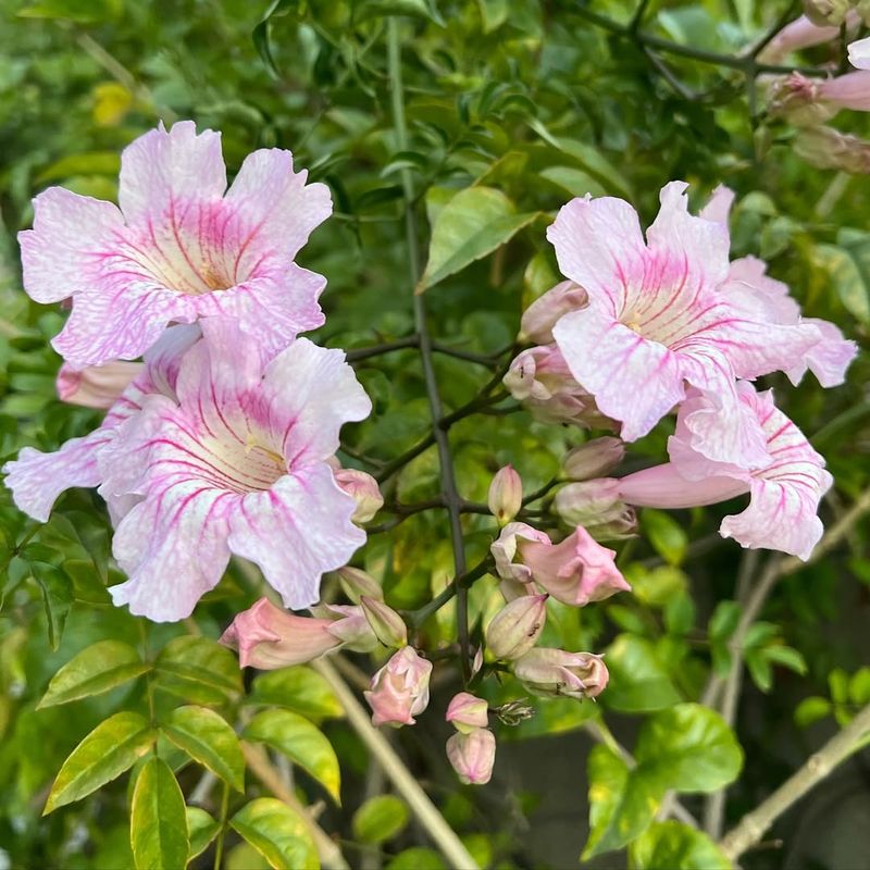 Pink Trumpet Vine Bursting With Bright, Showy Flowers