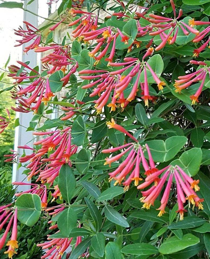 Honeysuckle Climbs Readily And Performs Best With Consistent Moisture