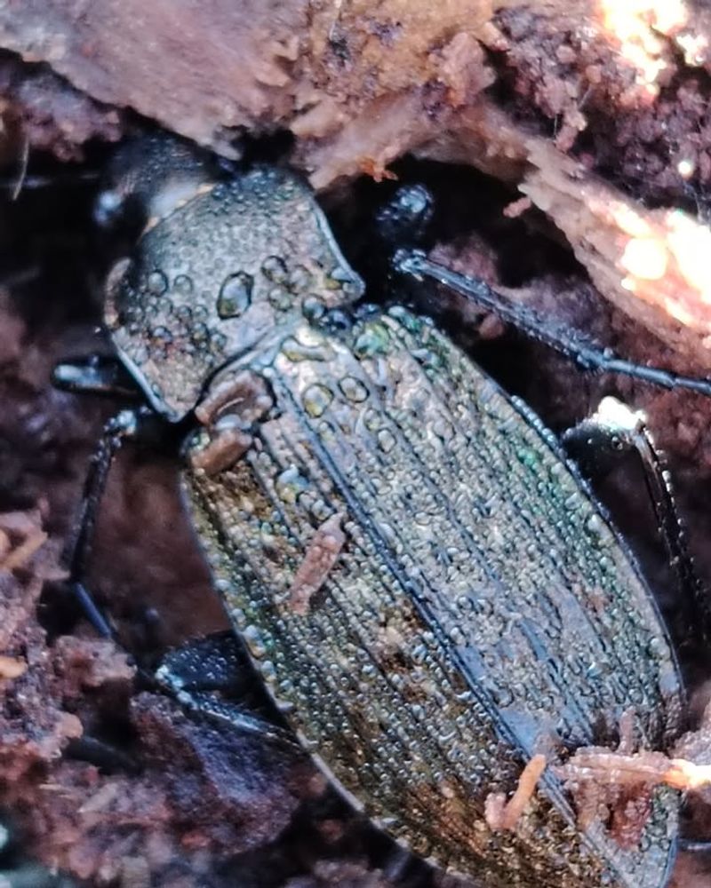 Ground Beetles