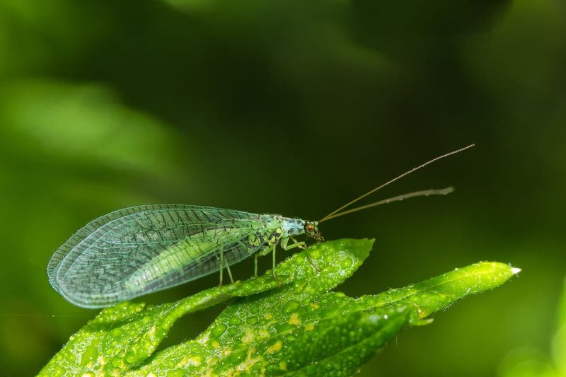 Green Lacewings