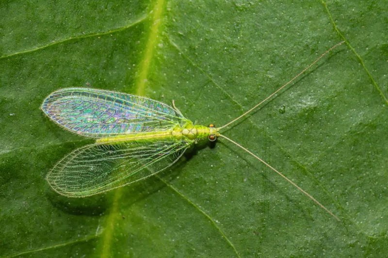 Green Lacewings