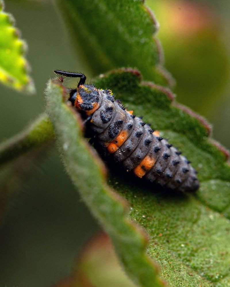 Both Adults And Larvae Consume Large Numbers Of Pests