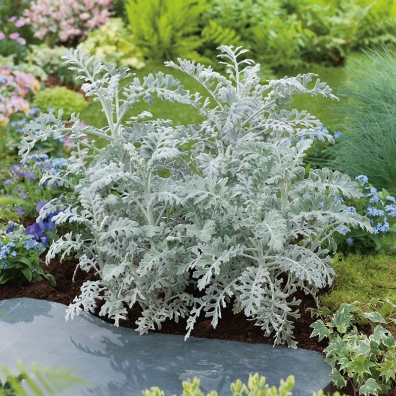 Dusty Miller (Senecio Cineraria)