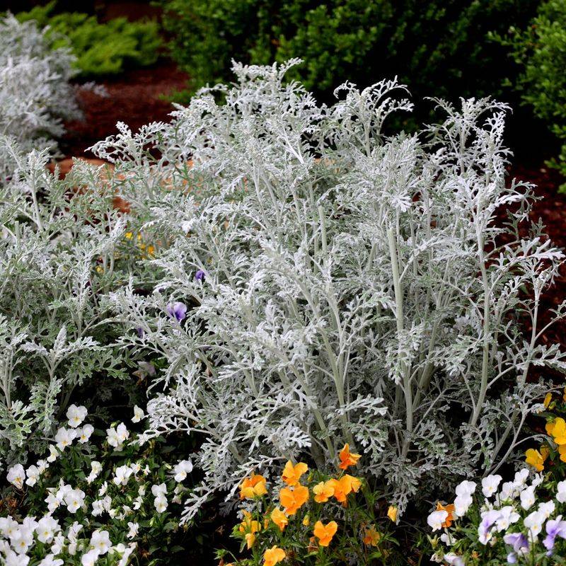 Dusty Miller That Pops With Cool-Toned Contrast