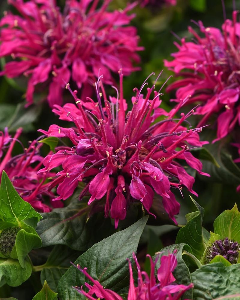 Bee Balm Attracts Pollinators And Handles Summer Heat