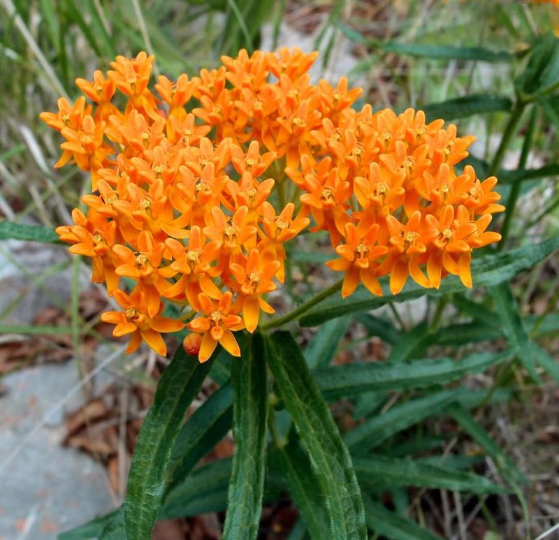 Butterfly Weed Brings Bold Color And Supports Pollinators