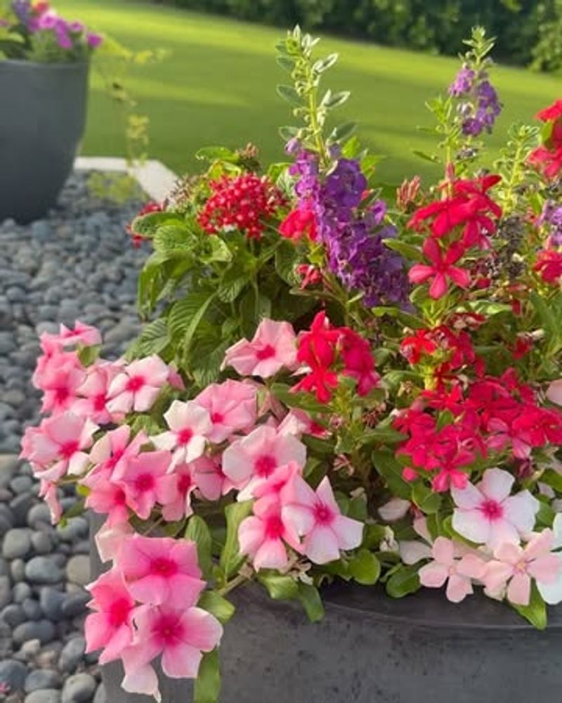 Vinca