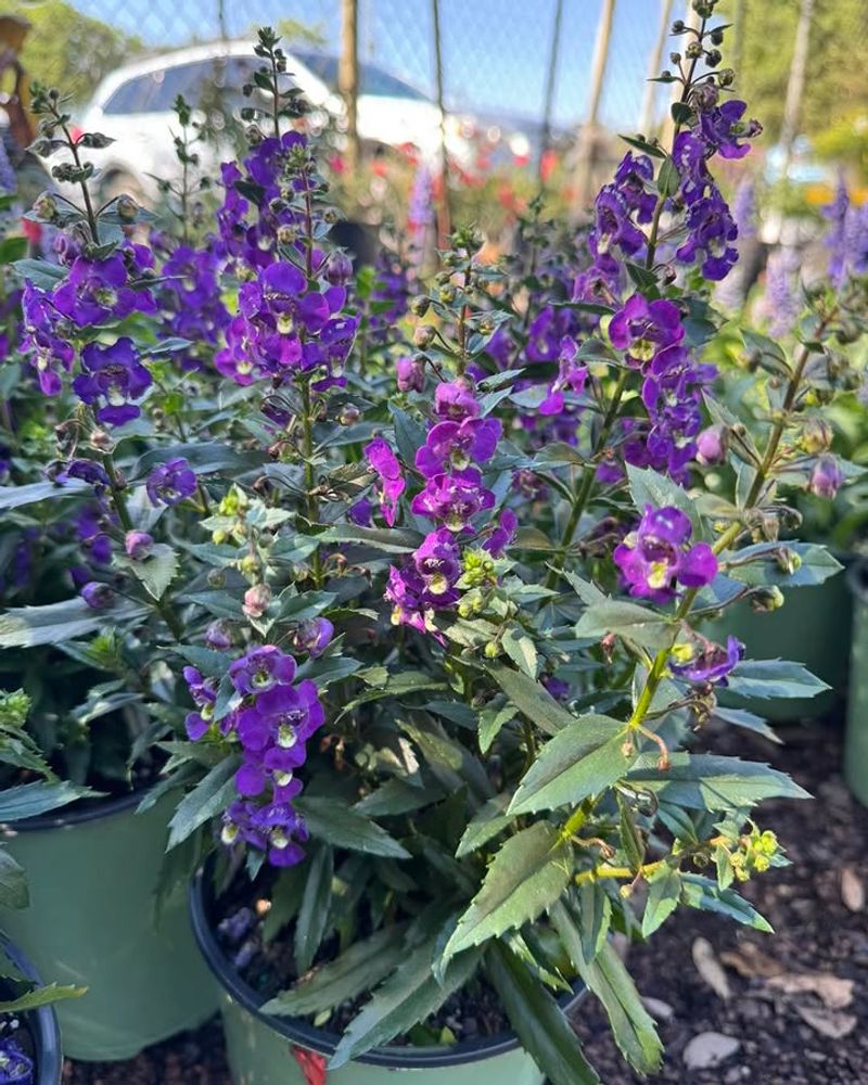 Angelonia 