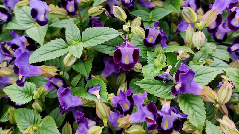 Torenia