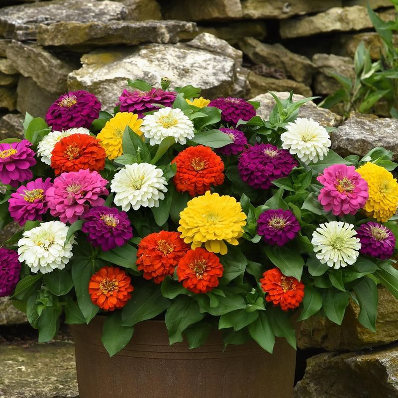 Zinnias
