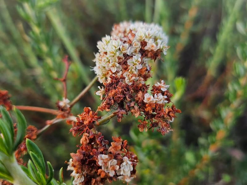 California Buckwheat