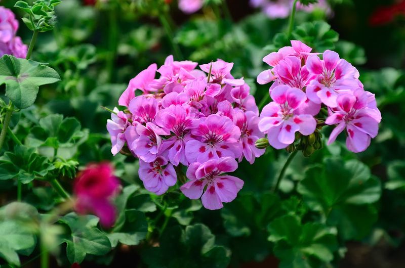 Geraniums (Scented Types)