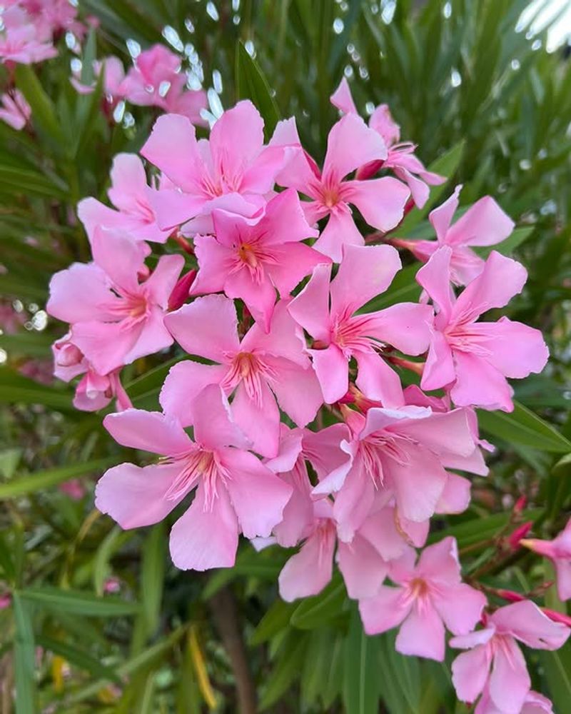 Oleander Creates Dense Evergreen Screens