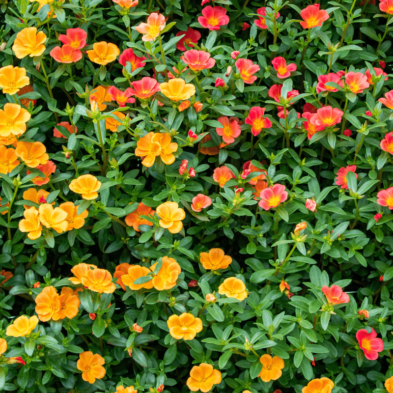 Portulaca And Verbena For Trailing Color And Drought Tolerance