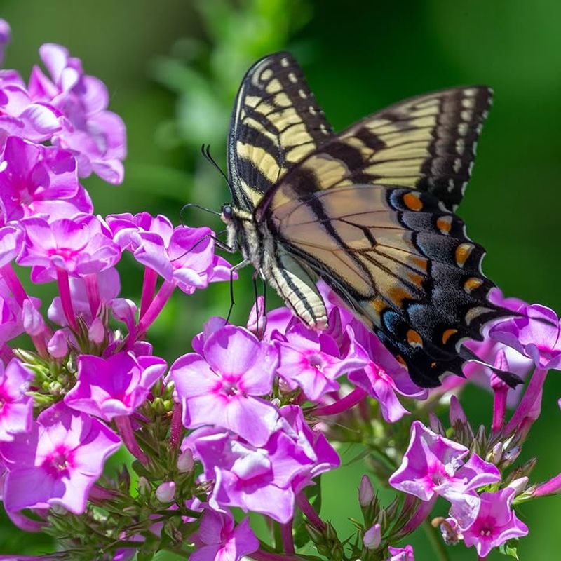 Phlox Supports Butterflies Through Spring