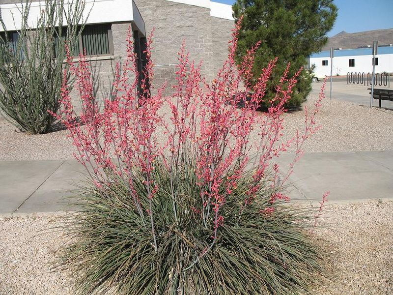 Red Yucca Adds Structure Without Frequent Care