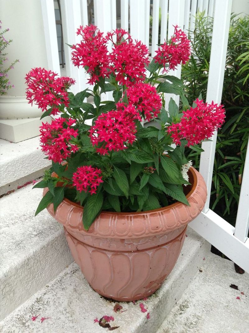 Pentas Keeps Blooms Coming In Warm Weather