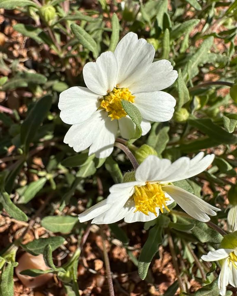 Blackfoot Daisy Thrives In Tough Dry Soil