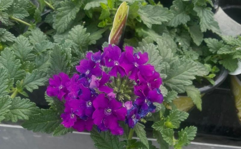 Verbena For Trailing Colorful Texture