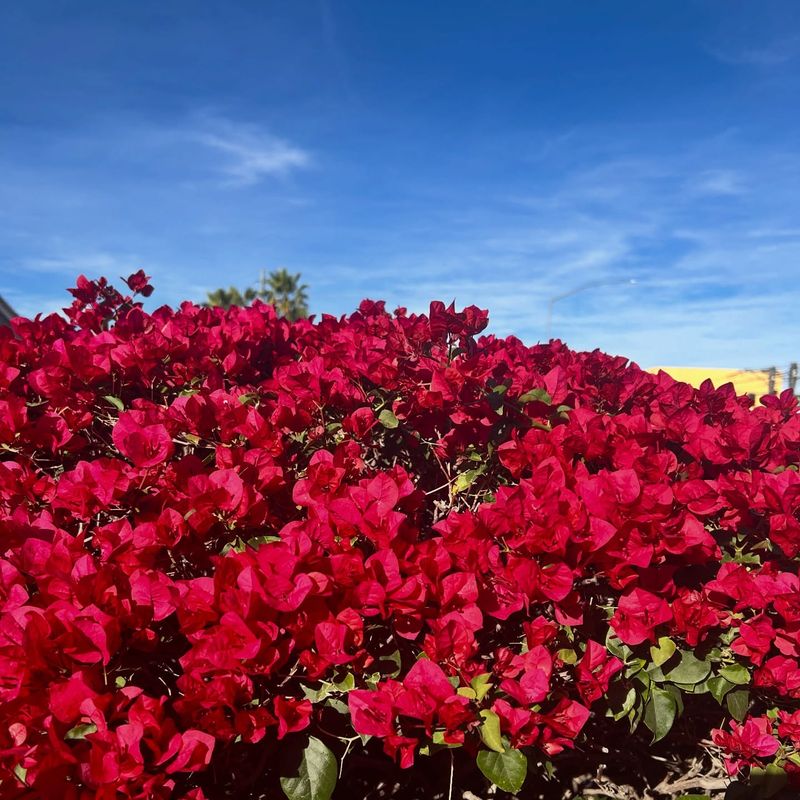 Bougainvillea Propagates Best From Firmer Semi Hardwood Sections