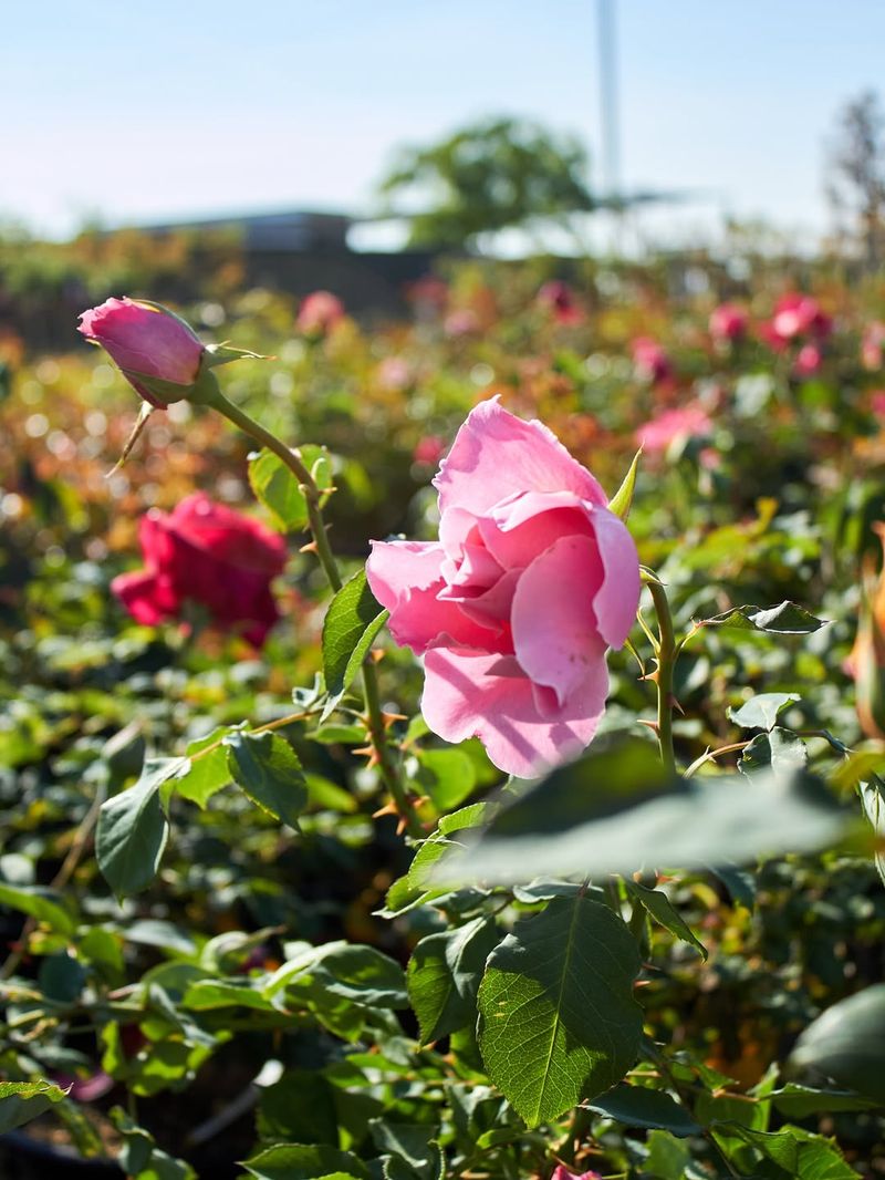 Roses Benefit From Feeding As New Shoots Begin To Develop