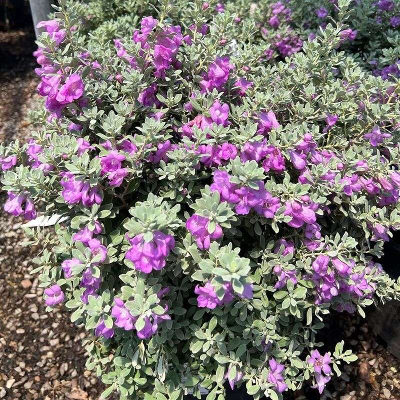 Texas Sage Needs Minimal Feeding But Benefits From A Light Start