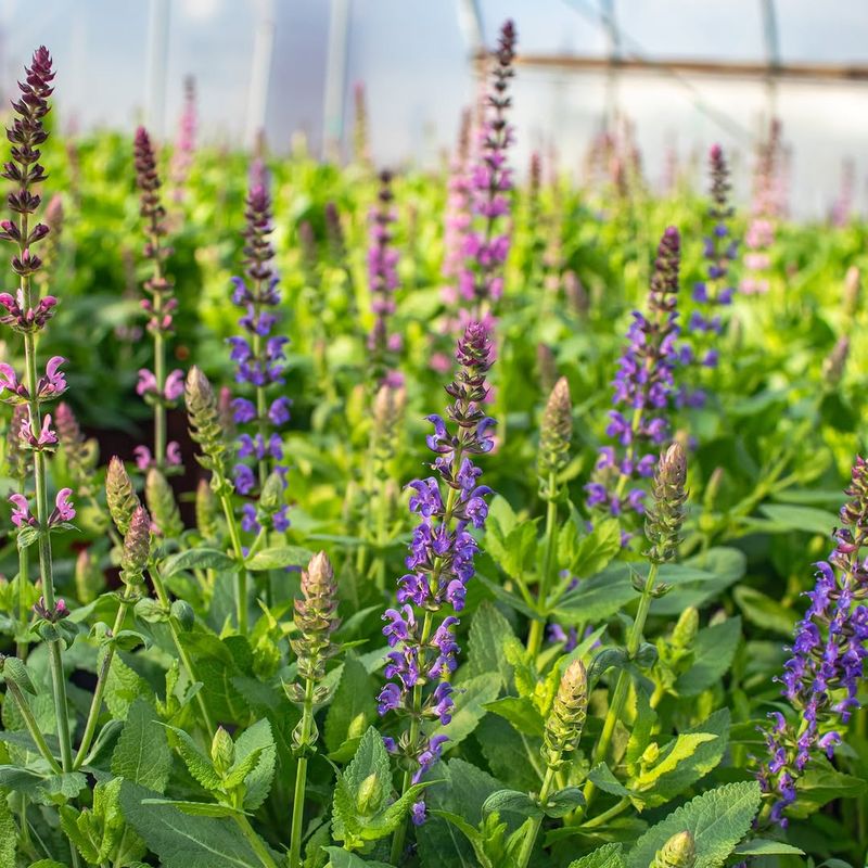Salvia Thrives In Full Sun With Minimal Water Needs
