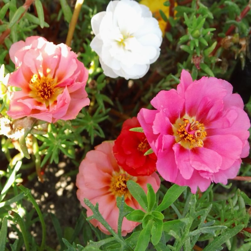 Portulaca Thrives In Full Sun With Minimal Water Needs